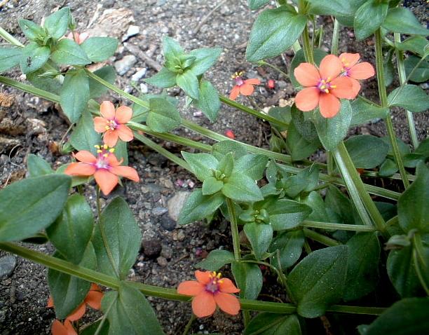 Lysimachia arvensis / Centonchio dei campi